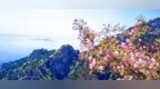 春游泰山｜石坞春深，海棠正好