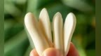孩子不喝奶？别硬塞！这根「酥脆小奶条」比牛奶好喝还高钙