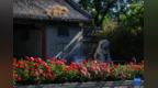 “月季花环”扮靓初夏北京