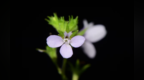 天柱山世界地质公园发现植物新物种：爪瓣通泉草