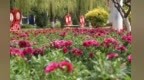甘肃临泽植此新绿　城市披上五彩霓裳