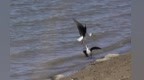 甘肃临泽水润生态底色　20万亩湿地筑就精灵幸福家园