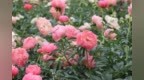 牡丹谢了？别急，菏泽的芍药已上线“续费”