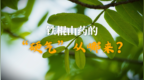 铁棍山药的“硬气”从哪来？