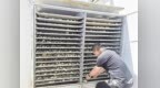 羊肚菌“链”上新技术　甘肃金塔书写致富“菇”事
