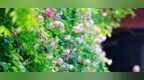 繁花映碧水 美景入画来
