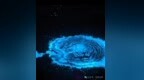 刷屏了！日照海边“蓝眼泪”爆发，这尾荧光全网都在追……