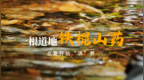 一根道地铁棍山药，立夏开始“浇”养