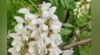 五月槐花一树香