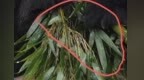 大熊猫食用的竹子发霉出现斑点？动物园工作人员回应
