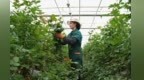 甘味故事：“花”点心思只为你
