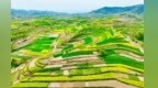 初夏时节的甘肃西和：微风染翠　田畴如画