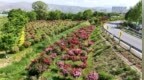 【甘快看】甘肃甘谷：深耕月季种植养护　绘就城市绿化新画卷