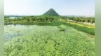 初夏荷香绕 济南华山湖成纳凉胜地