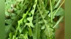 产销紧“牵手”鲜菜上餐桌　陇东“菜篮子”远销省外