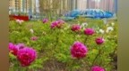 胜绝河州：百里花海漫古城　紫斑牡丹竞芳华