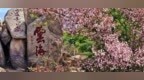 初夏泰山 青绿漫山野 古建映海棠
