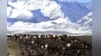 祁连雪山映草原　骏马悠然餐翠色
