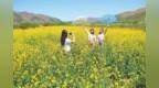 甘肃岷县油菜花开