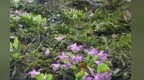 国家二级保护野生植物台湾独蒜兰重现石城县