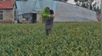 菜农喊话全网“免费抽蒜薹”之后