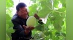 【甘快看】温室种植错季采摘　甘肃民勤蜜瓜种植农户收入翻倍
