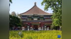 油菜花扮靓北海公园