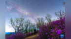 星空相册丨烂漫山花邂逅璀璨星河