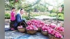 甘肃庄浪苹如何炼成“中华名果”