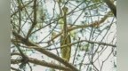 稀有程度超大熊猫！“世界上最神秘的鸟”海南鳽在石泉筑巢育雏