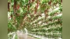 中国联通客服主播走进菜博会，带您解锁蔬菜魔法世界