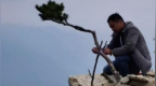 南太行网红小松树被偷偷回栽，林业部门已进行“复壮”，盗挖者尚未找到