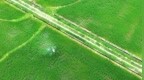 峡江县：小满将至农事忙（图）