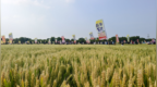 22个新品种亮相彰显硬核实力！河南技丰种业2026小麦观摩会重磅启幕