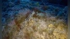 贺兰山重引入雪豹野外成功产崽育幼