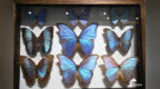 蝴蝶、蜻蜓、萤火虫、昆虫化石……德州首个昆虫展亮相市博物馆 沉浸式探秘昆虫世界