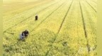 “十五五”开局看邯郸丨邯郸市扎实推进夏粮稳产提质工作