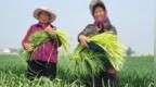 蒜薹滞销、农户弃收？官方核实：夸大失真