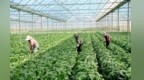 “金皇后”扎根家庭农场　甘肃临泽高原夏菜绘“丰”景