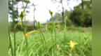凉山美姑：北美黄花菜现代产业园管护有序 6月底将迎丰收