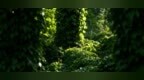 “森系”壁纸！东御道这处山林 尽显泰山生态之美