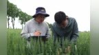 技术员地头“开小灶” 　甘肃崆峒麦田里筑起绿色屏障