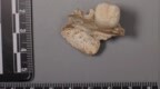 直立人与现代人有关系吗？中国科学家用6颗牙齿破译40万年前基因密码