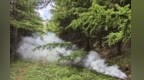 打响虫口夺绿攻坚战　甘肃太子山护林员对症下“药”