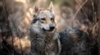 恶犬将女童拖回窑洞咬死！狗主人被判三缓四，赔25万元