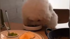 官方通报“西安一餐厅有宠物狗上桌吃盘内食物”：涉事门店已停止营业进行全面消杀
