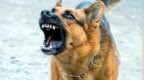 女孩怕责备隐瞒被狗咬，患狂犬病去世