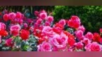 繁花入夏，邂逅九州洼绝美月季盛景