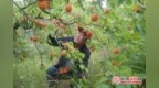蒙阴：甜杏挂枝头 果农笑开颜