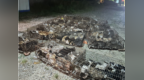 一场跨越两城的爱心接力：涟水800只被贩猫咪获救，南京庄园伸出援手